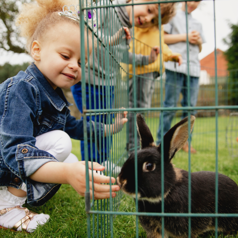 Keeping Caged Pets What to Consider Galvinoid